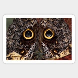 Owl Butterfly, Caligo Sticker